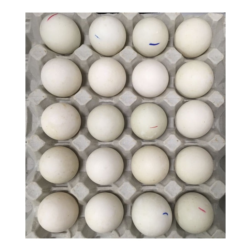 Fresh Duck Eggs 20P/TRAY