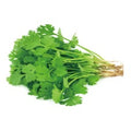 Fresh Coriander 1BAG