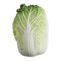 Fresh Napa Cabbage (Each)