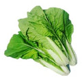 Fresh Small Cabbage 1BAG