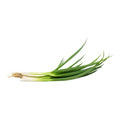 Fresh Shallot (Tie)