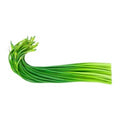 Fresh Garlic Sprout (Tie)