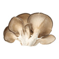 Fresh Phoenix Mushroom 500G